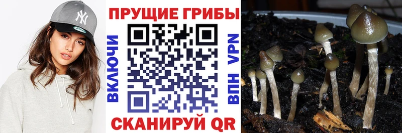 Галлюциногенные грибы прущие грибы  Талдом 